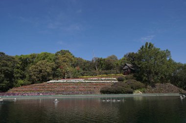 renkli çiçeklerle Hill nehirdeki gündüz görüntüleme