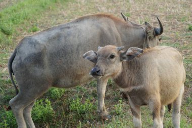 view of Asian water buffaloes at farmland   clipart