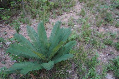 gündüz ormanda egzotik bitkilerin yakın