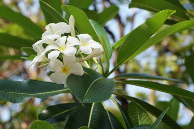 açık havada taze çiçekleri yakın çekim 