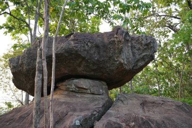 gündüz ormanda kayalık uçurum
