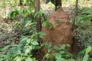 gündüz ormanda termitlerin yuva