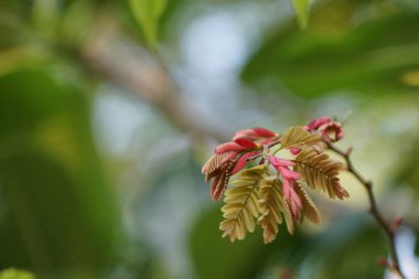 gündüz ormanda egzotik bitkilerin yakın