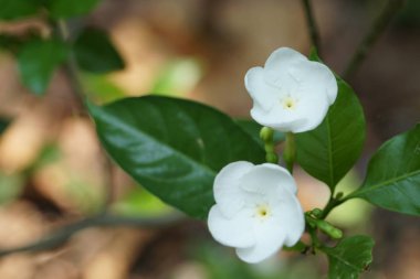 açık havada taze çiçekleri yakın çekim 