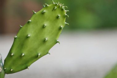 yeşil bitkilerin gündüz yakın çekim