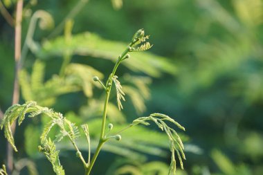 gündüz ormanda egzotik bitkilerin yakın