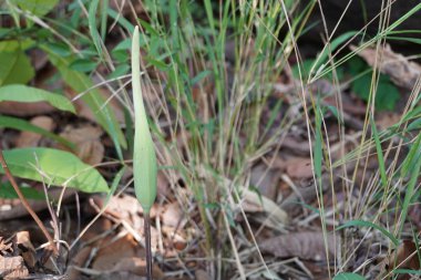 yeşil bitkilerin gündüz yakın çekim