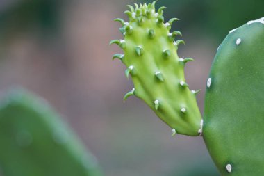 yeşil bitkilerin gündüz yakın çekim