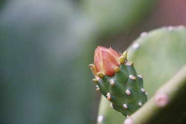 açık havada taze çiçek büyüyen yakın çekim