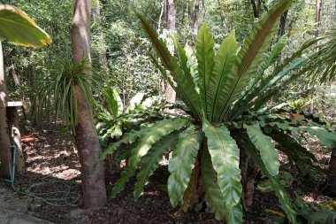 gündüz ormanda egzotik bitkilerin yakın