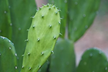 yeşil bitkilerin gündüz yakın çekim