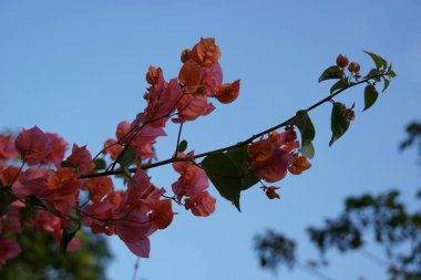 açık havada taze çiçekleri yakın çekim 