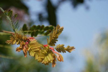 açık havada taze çiçekleri yakın çekim 