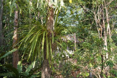 gündüz ormanda egzotik bitkilerin yakın