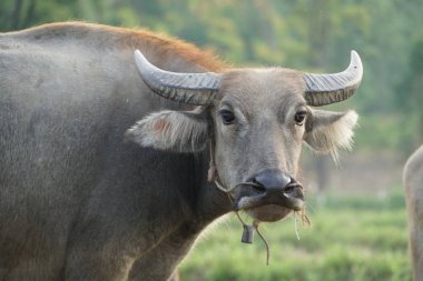 Asya su bufalo, tarım arazileri görünümünü  