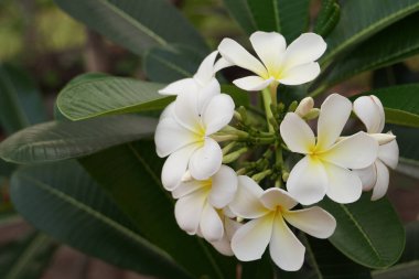 açık havada taze çiçekleri yakın çekim 