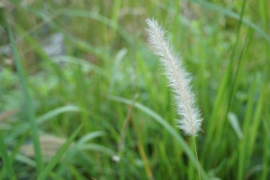 yeşil bitkilerin gündüz yakın çekim