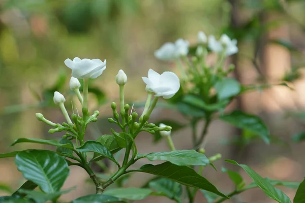 Gros Plan Fleurs Fraîches Poussant Extérieur — Photo