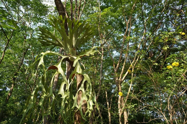 Nahaufnahme Exotischer Pflanzen Wald Tag — Stockfoto