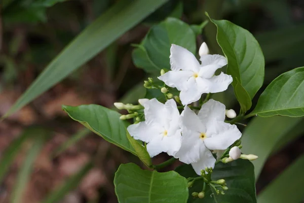 Primo Piano Fiori Freschi Che Crescono All Aperto — Foto Stock