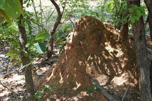 Гніздо Термітів Лісі Вдень — стокове фото