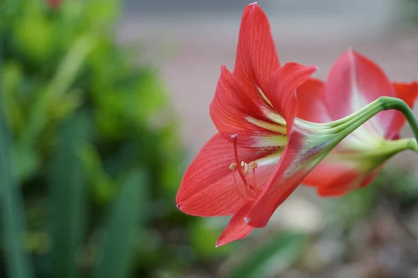 Close Fresh Flowers Growing Outdoors — Stock Photo, Image