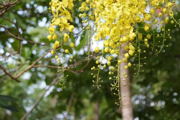 屋外栽培の新鮮な花のクローズ アップ — ストック写真