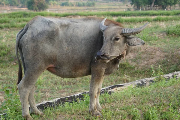 Utsikt Över Asiatisk Vattenbuffel Åkermark — Stockfoto