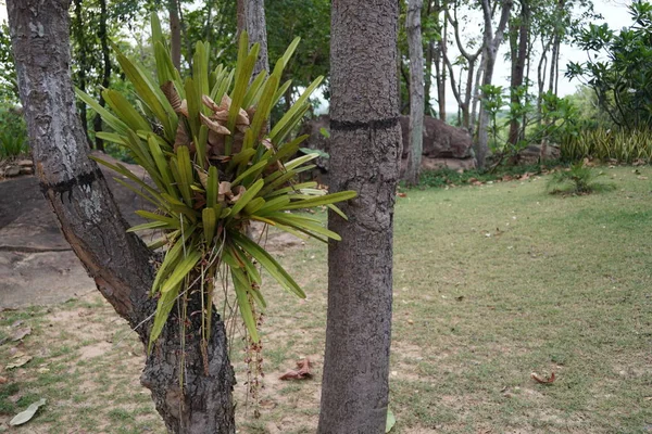 Perto Plantas Exóticas Floresta Durante Dia — Fotografia de Stock