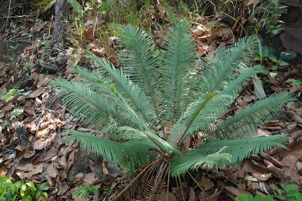 Primer Plano Las Plantas Exóticas Bosque Durante Día —  Fotos de Stock