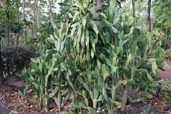 Primer Plano Las Plantas Exóticas Bosque Durante Día —  Fotos de Stock