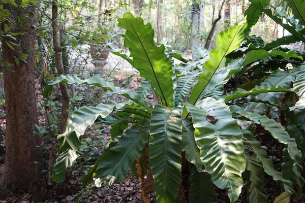 Primo Piano Piante Esotiche Nella Foresta Durante Giorno — Foto Stock