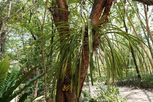 Egzotikus Növények Közeli Erdőbe Való — Stock Fotó
