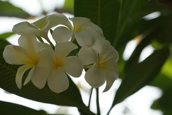 Close Van Verse Bloemen Groeien Buiten — Stockfoto