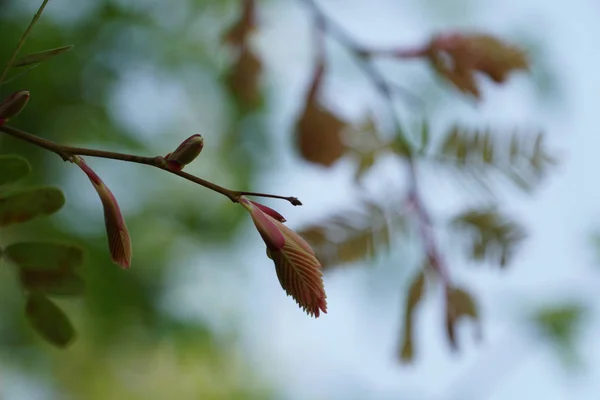 Primer Plano Flores Frescas Que Crecen Aire Libre — Foto de Stock