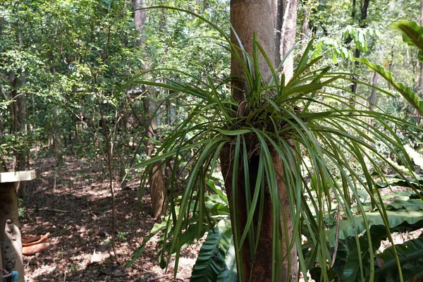 Perto Plantas Exóticas Floresta Durante Dia — Fotografia de Stock