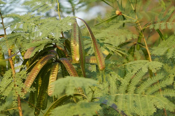 Close Van Exotische Planten Het Bos Overdag — Stockfoto