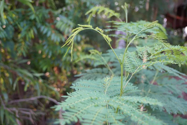 Gündüz Ormanda Egzotik Bitkilerin Yakın — Stok fotoğraf