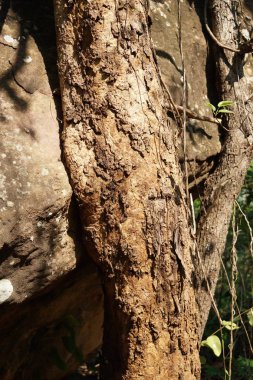 Gündüz ormanı kayalarda görünümünü