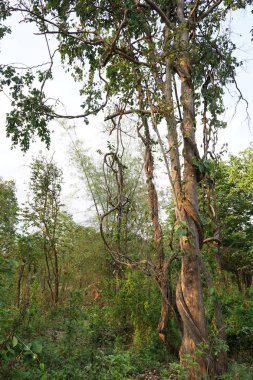 Gündüz ormanı kayalarda görünümünü