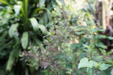egzotik bitkilerin kapalı havada gündüz yakın 