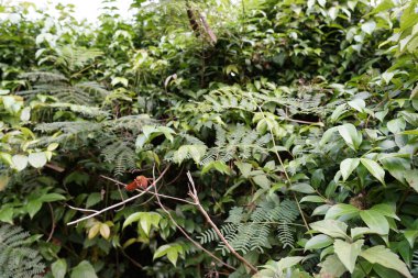 gündüz ormanda egzotik bitkilerin yakın