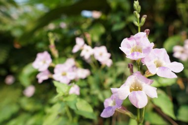 açık havada taze çiçekleri yakın çekim 