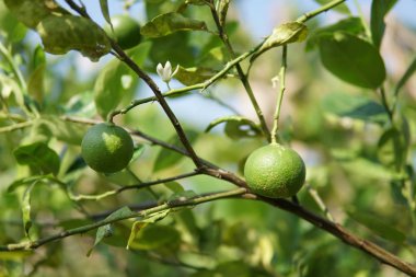 egzotik bitkilerin kapalı havada gündüz yakın 