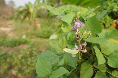 açık havada taze çiçekleri yakın çekim 