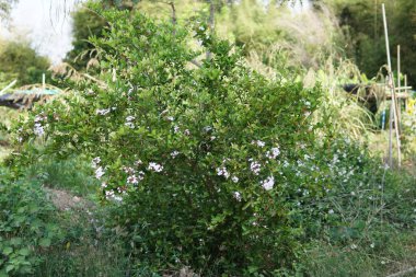 egzotik bitkilerin kapalı havada gündüz yakın 