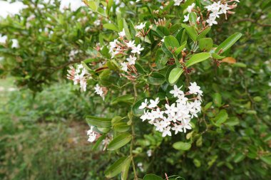 açık havada taze çiçekleri yakın çekim 