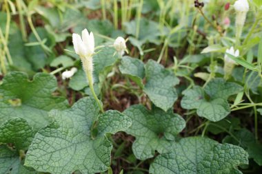 açık havada taze çiçekleri yakın çekim 