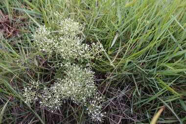 gündüz ormanda egzotik bitkilerin yakın