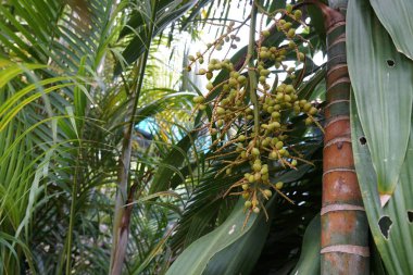 gündüz ormanda egzotik bitkilerin yakın